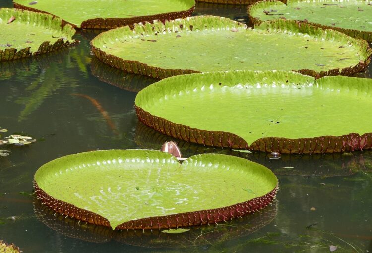 Pamplemousse botanical garden